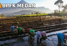 KUR BRI: Solusi Pembiayaan Pertanian untuk Meningkatkan Ketahanan Pangan Nasional