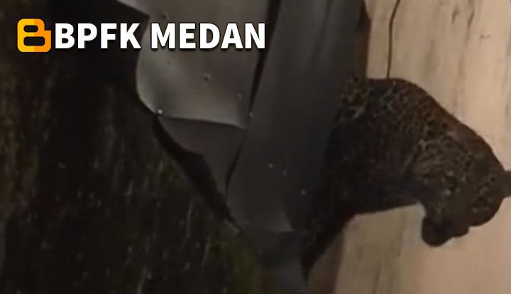 Macan Tutul Masuk Permukiman di Bandung, Dua Warga Terluka Akibat Serangan