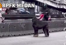 Polisi Ungkap Fakta Kambing Hitam Berkeliaran di Daan Mogot, Bikin Kaget Pengendara