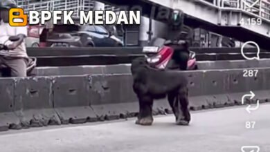 Polisi Ungkap Fakta Kambing Hitam Berkeliaran di Daan Mogot, Bikin Kaget Pengendara