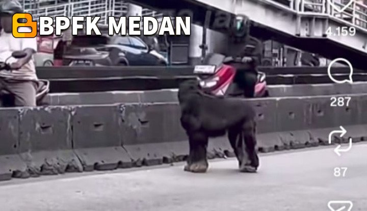 Polisi Ungkap Fakta Kambing Hitam Berkeliaran di Daan Mogot, Bikin Kaget Pengendara